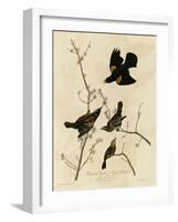 Redwinged Starling-null-Framed Giclee Print