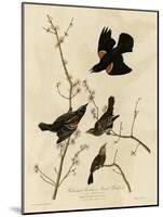 Redwinged Starling-null-Mounted Giclee Print