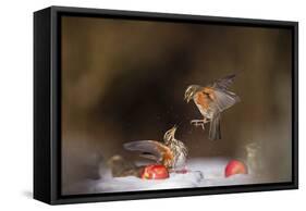 Redwings (Turdus Iliacus) Squabbling over an Apple in Snow-Andy Parkinson-Framed Stretched Canvas