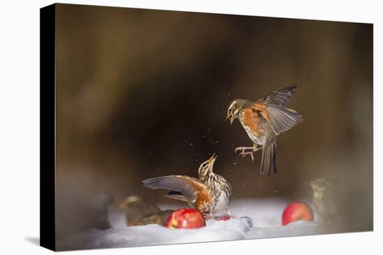 Redwings (Turdus Iliacus) Squabbling over an Apple in Snow-Andy Parkinson-Stretched Canvas