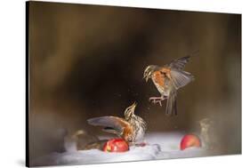 Redwings (Turdus Iliacus) Squabbling over an Apple in Snow-Andy Parkinson-Stretched Canvas