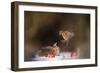 Redwings (Turdus Iliacus) Squabbling over an Apple in Snow-Andy Parkinson-Framed Photographic Print