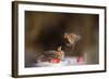 Redwings (Turdus Iliacus) Squabbling over an Apple in Snow-Andy Parkinson-Framed Photographic Print