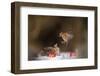 Redwings (Turdus Iliacus) Squabbling over an Apple in Snow-Andy Parkinson-Framed Photographic Print