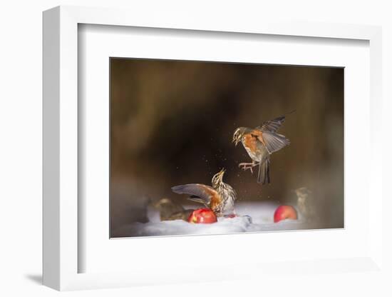 Redwings (Turdus Iliacus) Squabbling over an Apple in Snow-Andy Parkinson-Framed Photographic Print