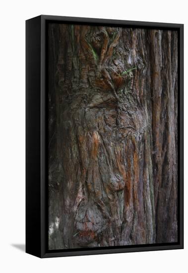 Redwood Bark Detail, Muir Woods, Marin Headlands, California-Anna Miller-Framed Stretched Canvas