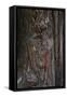 Redwood Bark Detail, Muir Woods, Marin Headlands, California-Anna Miller-Framed Stretched Canvas