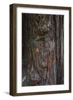 Redwood Bark Detail, Muir Woods, Marin Headlands, California-Anna Miller-Framed Photographic Print