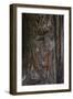 Redwood Bark Detail, Muir Woods, Marin Headlands, California-Anna Miller-Framed Photographic Print