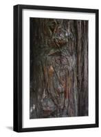 Redwood Bark Detail, Muir Woods, Marin Headlands, California-Anna Miller-Framed Photographic Print