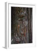 Redwood Bark Detail, Muir Woods, Marin Headlands, California-Anna Miller-Framed Photographic Print