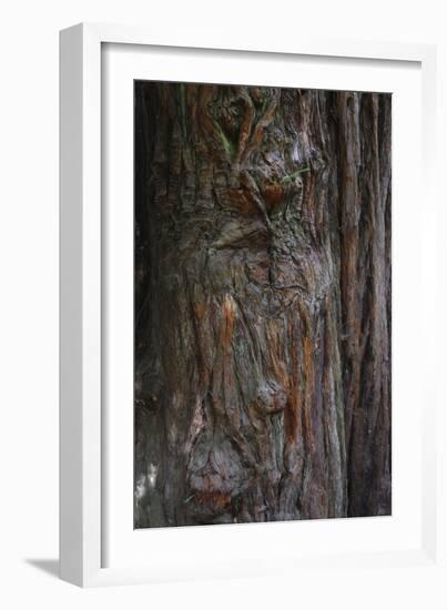 Redwood Bark Detail, Muir Woods, Marin Headlands, California-Anna Miller-Framed Photographic Print