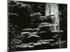 Redwood, California, 1964-Brett Weston-Mounted Photographic Print