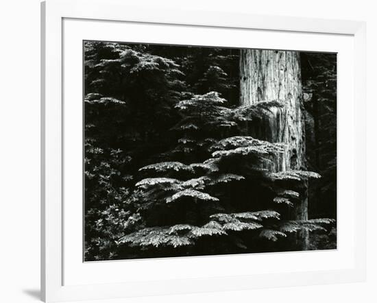 Redwood, California, 1964-Brett Weston-Framed Photographic Print