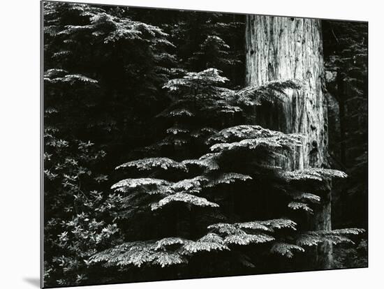 Redwood, California, 1964-Brett Weston-Mounted Photographic Print