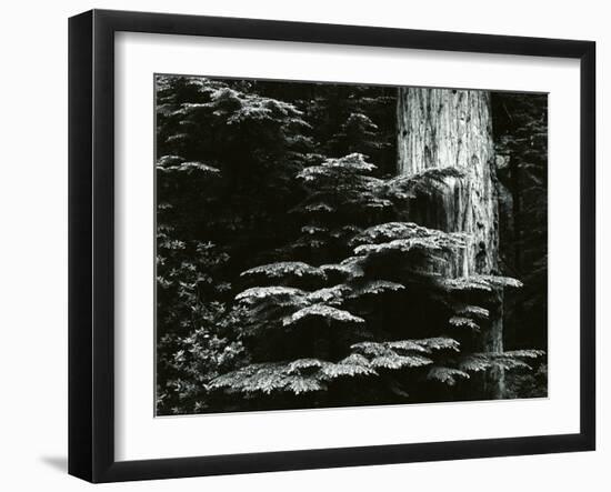 Redwood, California, 1964-Brett Weston-Framed Premium Photographic Print