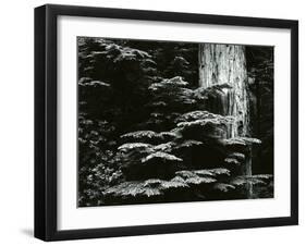 Redwood, California, 1964-Brett Weston-Framed Premium Photographic Print