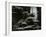 Redwood, California, 1964-Brett Weston-Framed Premium Photographic Print