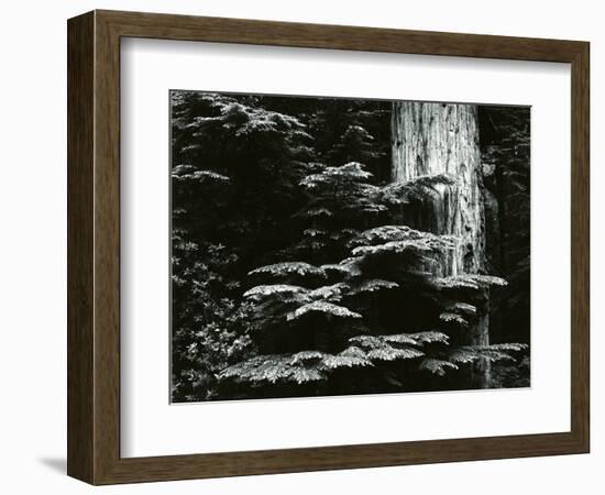 Redwood, California, 1964-Brett Weston-Framed Photographic Print