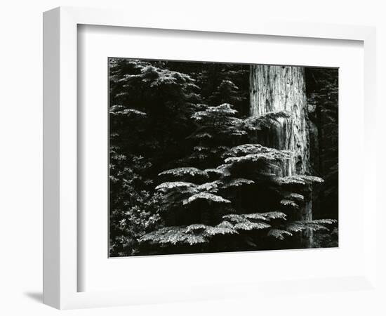 Redwood, California, 1964-Brett Weston-Framed Photographic Print