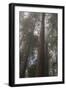 Redwood Fog California-Steve Gadomski-Framed Photographic Print