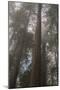 Redwood Fog California-Steve Gadomski-Mounted Photographic Print