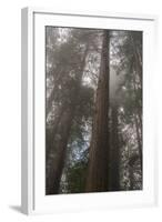 Redwood Fog California-Steve Gadomski-Framed Photographic Print