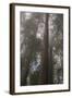 Redwood Fog California-Steve Gadomski-Framed Photographic Print