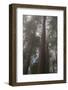 Redwood Fog California-Steve Gadomski-Framed Photographic Print