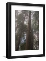 Redwood Fog California-Steve Gadomski-Framed Photographic Print