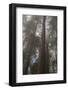 Redwood Fog California-Steve Gadomski-Framed Photographic Print