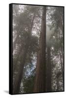 Redwood Fog California-Steve Gadomski-Framed Stretched Canvas