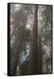 Redwood Fog California-Steve Gadomski-Framed Stretched Canvas