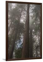 Redwood Fog California-Steve Gadomski-Framed Photographic Print