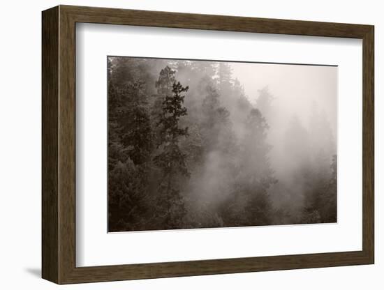 Redwood Forest Atmospherics-Steve Gadomski-Framed Photographic Print