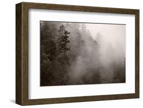 Redwood Forest Atmospherics-Steve Gadomski-Framed Photographic Print