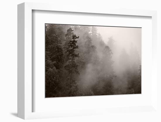 Redwood Forest Atmospherics-Steve Gadomski-Framed Photographic Print