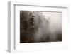 Redwood Forest Atmospherics-Steve Gadomski-Framed Photographic Print