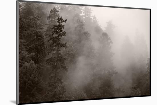 Redwood Forest Atmospherics-Steve Gadomski-Mounted Photographic Print