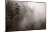 Redwood Forest Atmospherics-Steve Gadomski-Mounted Photographic Print