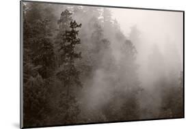 Redwood Forest Atmospherics-Steve Gadomski-Mounted Photographic Print