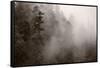 Redwood Forest Atmospherics-Steve Gadomski-Framed Stretched Canvas