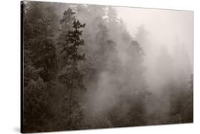 Redwood Forest Atmospherics-Steve Gadomski-Stretched Canvas