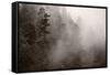 Redwood Forest Atmospherics-Steve Gadomski-Framed Stretched Canvas