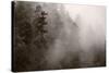 Redwood Forest Atmospherics-Steve Gadomski-Stretched Canvas