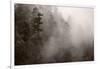 Redwood Forest Atmospherics-Steve Gadomski-Framed Photographic Print