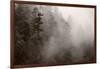 Redwood Forest Atmospherics-Steve Gadomski-Framed Photographic Print