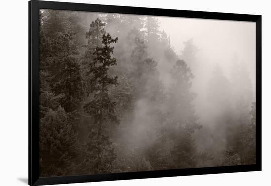 Redwood Forest Atmospherics-Steve Gadomski-Framed Photographic Print