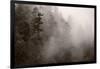Redwood Forest Atmospherics-Steve Gadomski-Framed Photographic Print