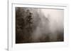 Redwood Forest Atmospherics-Steve Gadomski-Framed Photographic Print